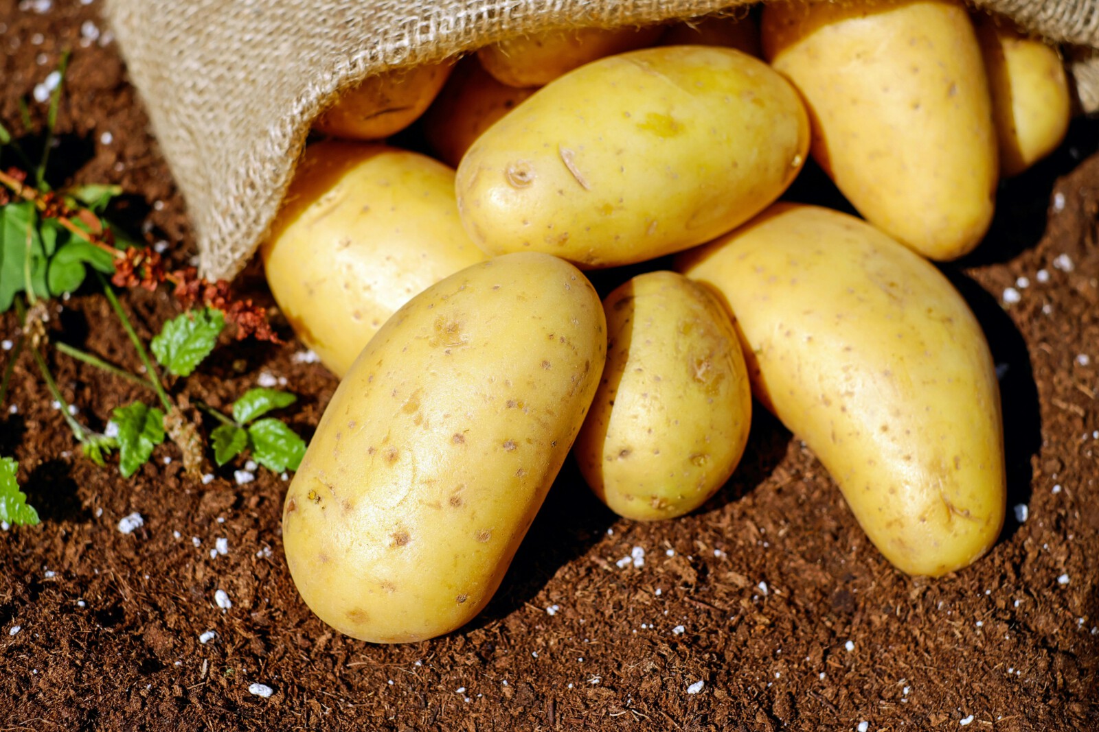 The Greatest Nutritious Advantages Of Potatoes You May Not Know