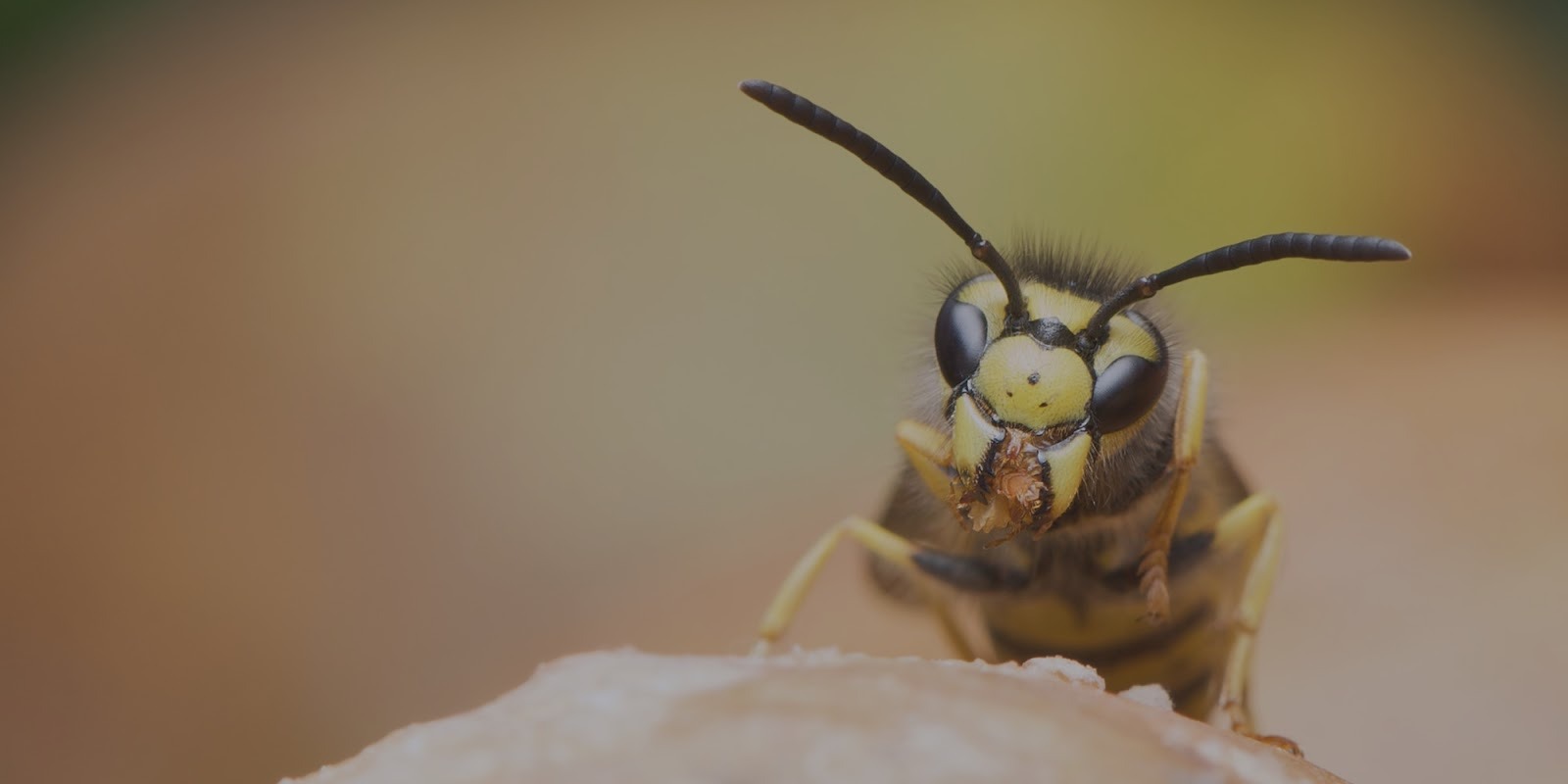 Why Wasp Exterminator Services Are Essential